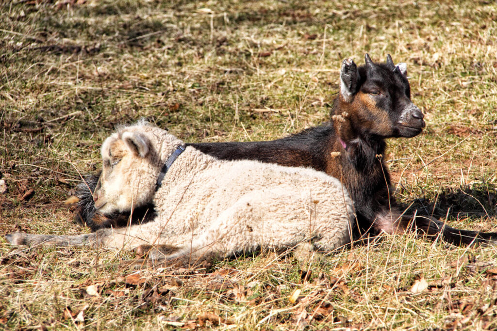 How Fools Help the Angels Separate the Sheep and Goats